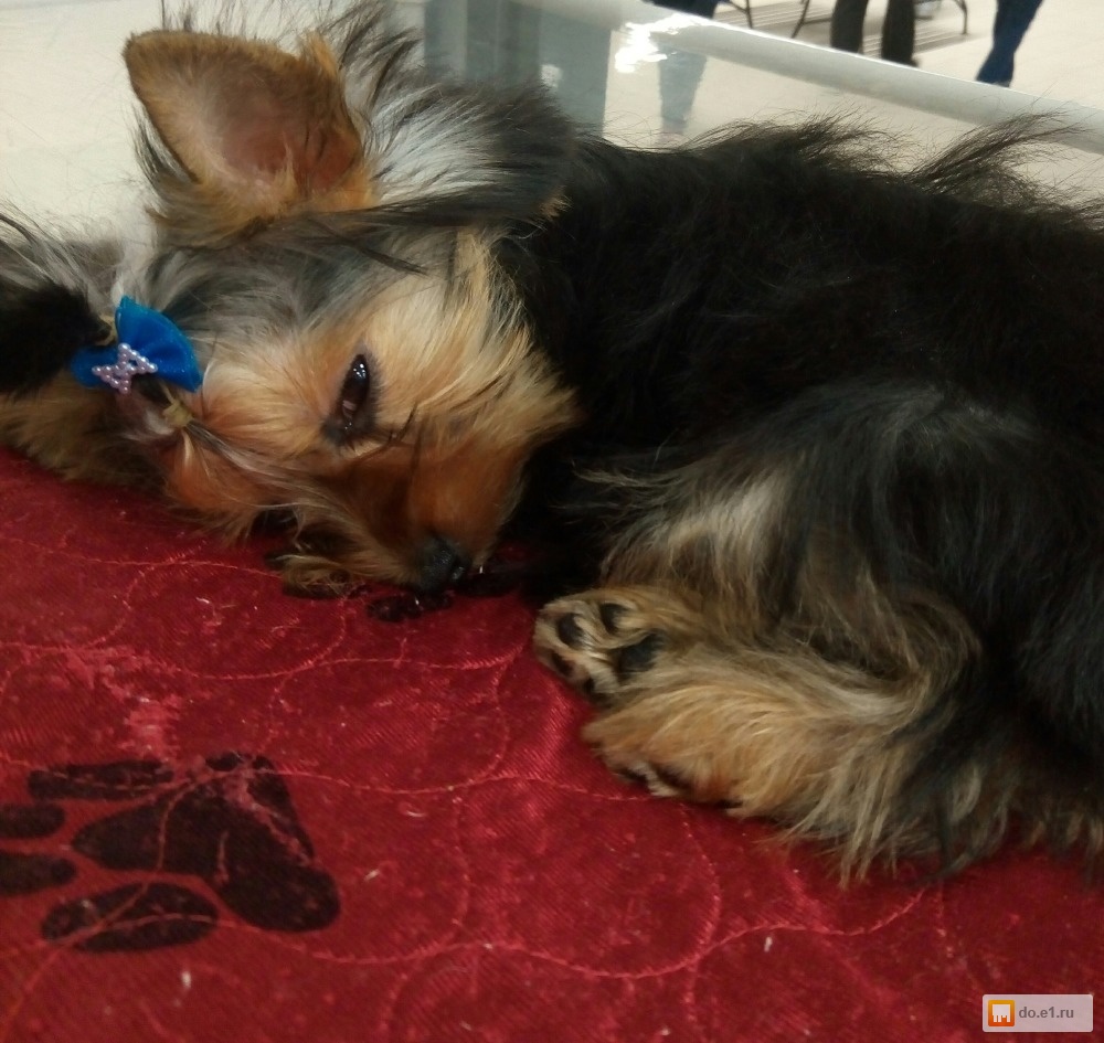 Екб ерк. Йорки екатеринбург. Йорки екатеринбург. Йоркширский терьер кобель зад. Карликовый йорк и человек.