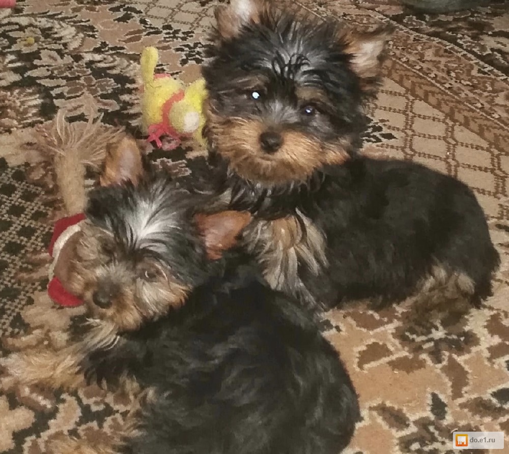 Карликовый йоркширский терьер. Екб ерк. Йорк новосибирск. Стрижка ушек у йорков. Йорки екатеринбург.