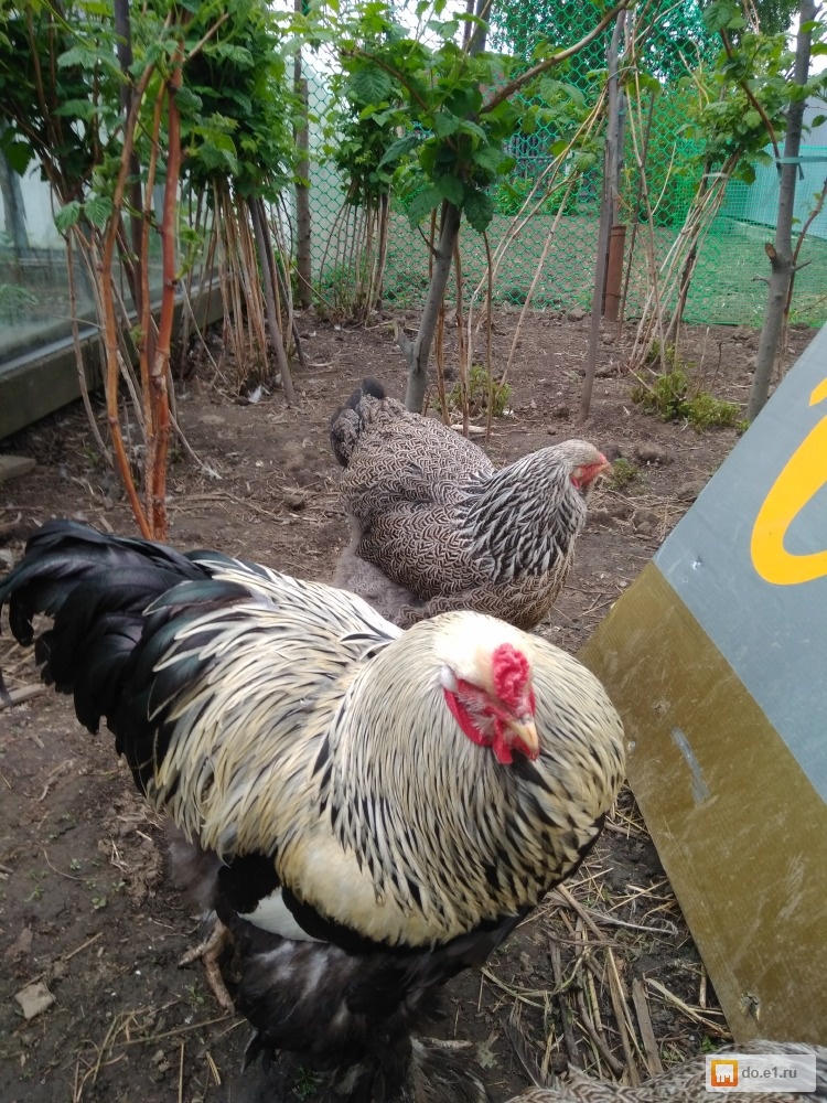 куру екатеринбург