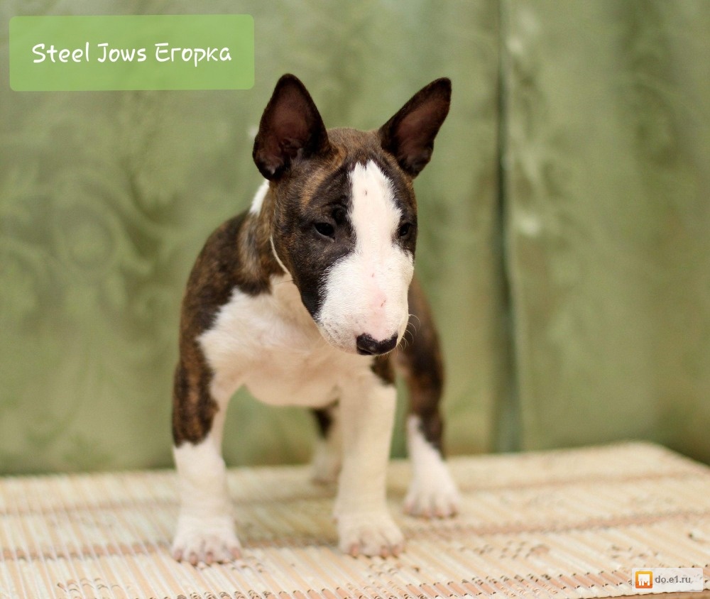 самый маленький мини бультерьер. мини бультерьер триколор. мини бультерьер. щенок бультерьера купить спб. мини бультерьер спб.